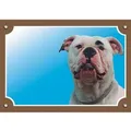 Weiteres Produktbild Farbschild Achtung Hund, amerikanische Bulldogge