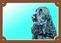 Farbschild Achtung Hund, Englischer Hahn schwarz