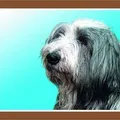 Weiteres Produktbild Farbschild Achtung Hund, Bearded Collie