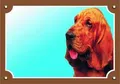 Farbschild Achtung Hund, Bladhaund