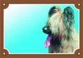 Farbschild Achtung Hund, Briard hell