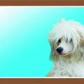 Weiteres Produktbild Farbschild Achtung Hund, Chinesischer Schopfhund