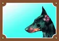 Farbschild Achtung Hund, Dobermann