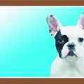 Weiteres Produktbild Farbschild Achtung Hund, Französische Bulldogge hell