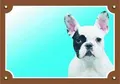 Farbschild Achtung Hund, Französische Bulldogge hell