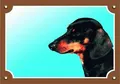 Farbschild Achtung Hund, schwarzer glatthaariger Dackel