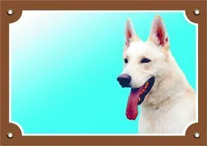 Farbschild Achtung Hund, Kanadisch-Amerikanischer Schäferhund