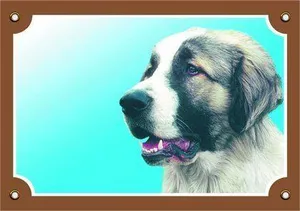 Farbschild Achtung Hund, kaukasischer Schäferhund