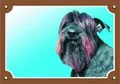 Farbschild Achtung Hund, schwarzer Schnauzer
