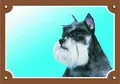 Farbschild Achtung Hund, Schnauzer Pfeffer und Salz