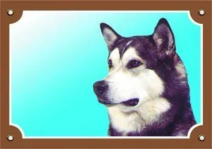 Farbschild Achtung Hund, Malamut
