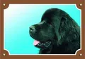Farbschild Achtung Hund, Neufundländer schwarz