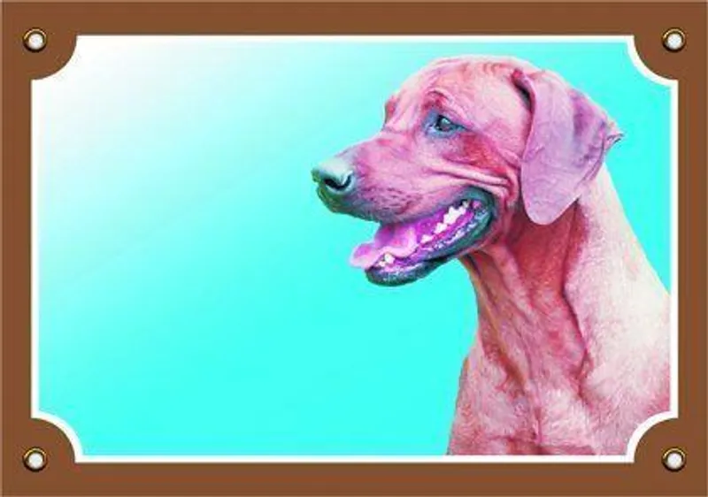 Hauptbild des Produkts Barevná cedulka Pozor pes, Rhodéský ridgeback