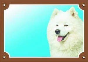 Farbschild Achtung Hund, Samojede