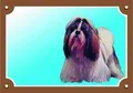 Farbschild Achtung Hund, Shi-Tzu