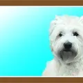 Weiteres Produktbild Farbschild Achtung Hund, West Highland White Terrier