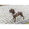 Weiteres Produktbild FlexMesh Premium postroj, široký střih, tělováL: 63-92 cm/ 25 mm