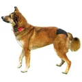 Weiteres Produktbild Heizhöschen de Luxe TRIXIE M: 40-49 cm