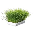 Weiteres Produktbild Feines Gras für Katzen im Napf TRIXIE 100 g