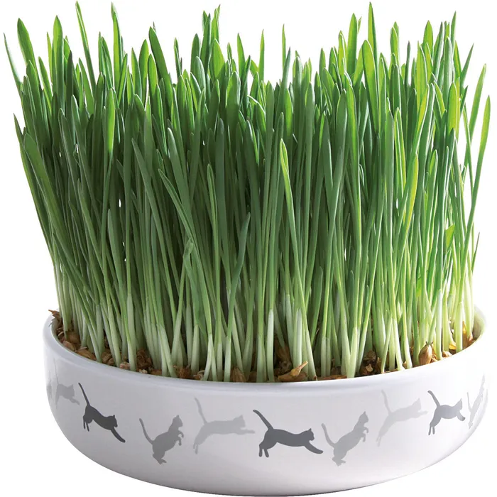 Hauptbild des Produkts Keramická miska na trávu pro kočky 15x4cm, 50g travní semeno