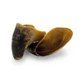 Weiteres Produktbild KIDDOG 100 % Natural Snack, hovězí kopyto - pazneht
