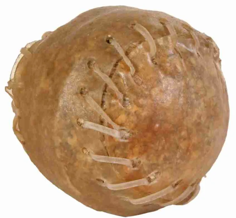 Hauptbild des Produkts Koule z buvolí kůže - plněná velká 170g/8cm