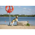 Schwimmweste für Hunde XS 28 cm: 30-50 cm, bis 12 kg gelb/schwarz