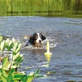 Weiteres Produktbild Mot-Aqua Apportierhering im Wasser, schwimmend 29 cm