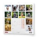 Wandkalender - Katzen