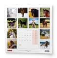 Wandkalender - Pferde
