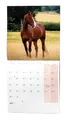 Wandkalender - Pferde