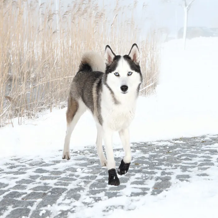 Hauptbild des Produkts Ochranné boty WALKER ACTIVE, 2 ks S-M: např. sheltie