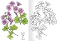 Weiteres Produktbild A5 Malbuch - Herbarium I.