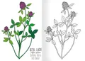 A5 Malvorlage - Herbarium II.
