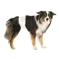 Weiteres Produktbild Papierwindeln für Hunde (12 Stück/Packung) M-L: Taille: 46–60 cm