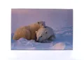 Tischunterlage "Eisbären", 580x380 mm, LS