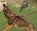 Weiteres Produktbild Geschirr Becky M: Halsumfang 50 cm