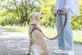 Postroj PREMIUM ACTIVE, rezavá S-M: 39-56 cm/ 15 mm