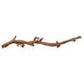 Weiteres Produktbild Natürliche Terrariendekoration, Weinzweig M 30-40cm