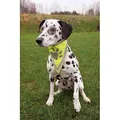 Weiteres Produktbild Reflektierender Schal für Hunde TRIXIE XS-S, Halsumfang: 22-28 cm