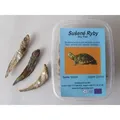 FISCH, getrocknet in einer 200-ml-Box