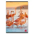 Schulheft Pigna Animal A5, liniert, 40 Blatt, Mix-Motiv