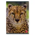 Schulheft Pigna Animal A5, liniert, 40 Blatt, Mix-Motiv