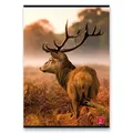 Schulheft Pigna Animal A5, liniert, 40 Blatt, Mix-Motiv