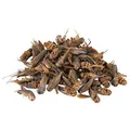 Getrocknete Grille 250 ml/25 g
