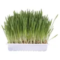 Weiteres Produktbild Gras für Katzen im Beutel 100g TRIXIE