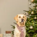 Weiteres Produktbild Vánoční hebká šála, plyš, starorůžová70 cm