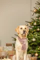 Weiteres Produktbild Weihnachtliche weiche Schal, Plüsch, altrosa 90 cm
