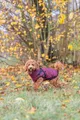 Weiteres Produktbild Winterjacke PIROU mit Gurt, Taillenumfang: 40 cm, Brustumfang: 56-60 cm, Halsumfang: bis 46 cm