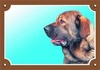 Papírenské zboží - Farbschild Achtung Hund, Spanischer Mastiff